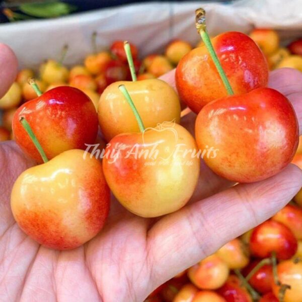 Cherry vàng Mỹ
